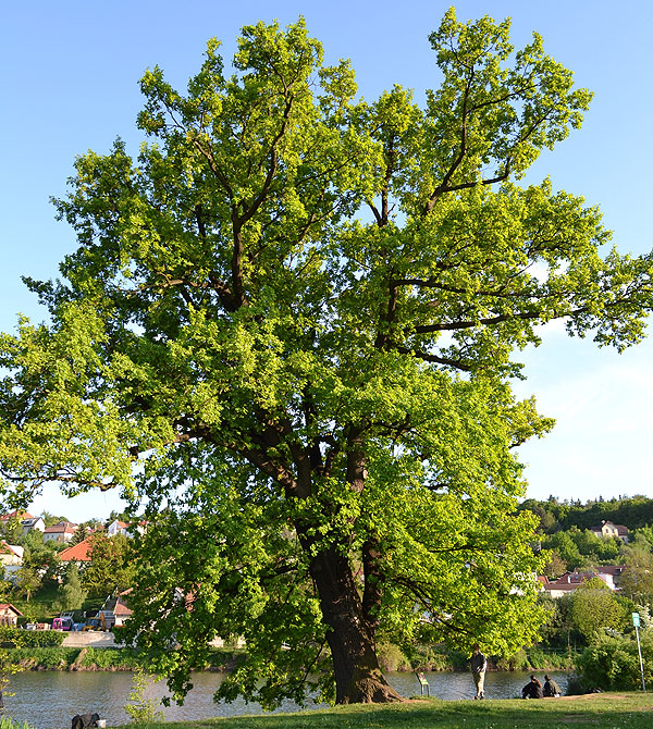 Praha-Liboc, památný dub u Libockého rybníka