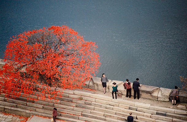Petr Geisler Červený strom, 1987, Japonsko (foto z archivu rodiny Geislerových)