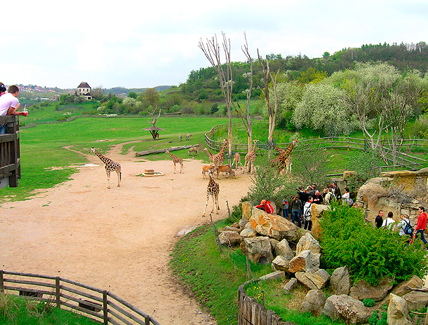 Africká savana v zoo (zdroj: wikipedia.org)
